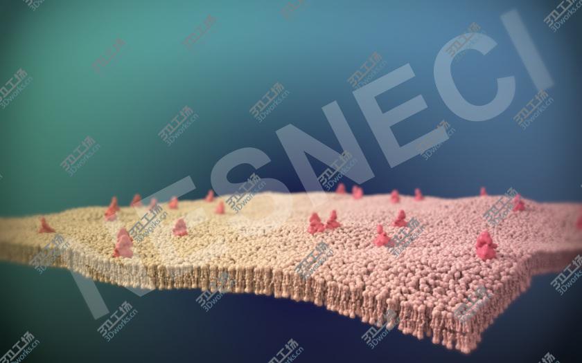 images/goods_img/202105071/CellSurface Phospholipid Bilayer/1.jpg